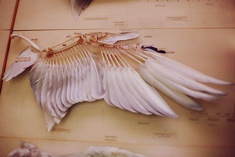 Wing Anatomy, Phoenix Costume, Diy Wings, Animal Skeletons, Wings Drawing, Vulture Culture, Animal Anatomy, Bird Wings, Wings Costume