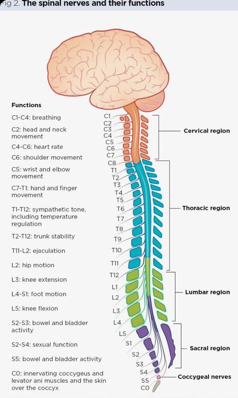 Spinal Nerve Function Chart, Spinal Nerve Function, Spinal Nerves Anatomy, Spinal Anatomy, Nerve Anatomy, Studie Hacks, Spinal Health, Studera Motivation, Medical School Life