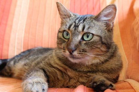 Domestic Shorthair Cat Facts Short Haired Cat, Domestic Shorthair Cat, Cat Health Problems, Cat Tabby, World Cat, Shorthair Cat, American Shorthair, Short Hair Cats, Kitten Care