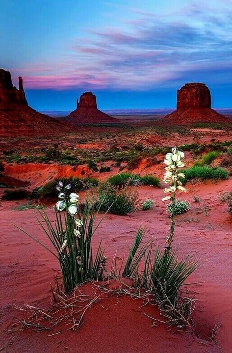 Monument Valley Utah, Desert Aesthetic, Peisaj Urban, Divine Nature, Have Inspiration, Red Rocks, Rock Formations, Alam Yang Indah, Desert Landscaping