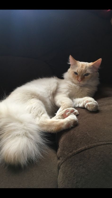 Flame Point Himalayan Cat, Cream Point Ragdoll, Flame Point Siamese, Flame Point Ragdoll Kitten, Flamepoint Siamese Cats, First Baby, Pretty Cats, Pets Cats, Cute Cats