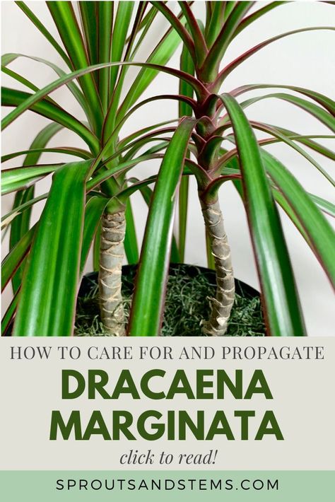 Dracena Marginata Care, Dracena Plant Propagate, Dracaena Marginata Care, Dracaena Marginata Tricolor, Dracena Plant Types, Dragon Tree Plant Care, Dracaena Propagation, Propagating Dracaena, Easy Plants To Propagate