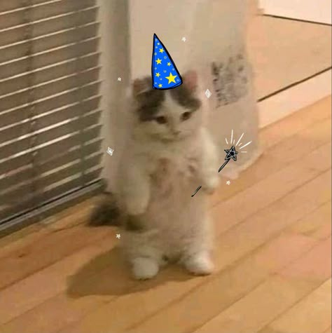 Excited Cat Reaction Pic, Hello Cat Reaction Pic, Wizard Pfp, Wizard Posting, Silly Creature, Excited Cat, Cat Wizard, Standing Cat, Wizard Cat