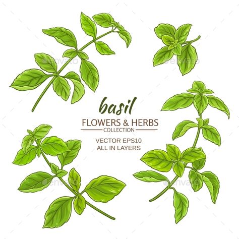 basil plant vector set on white background Herbs Illustration, Watercolor Food Illustration, Herb Prints, Recipe Book Templates, Basil Leaf, Basil Plant, Plant Vector, Leaf Drawing, Art N Craft