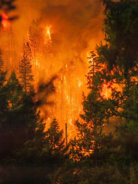 Fire Concept, Klamath National Forest, Burning Forest, Pulled Pork Sandwiches, Pork Sandwiches, Wildland Fire, Wildland Firefighter, Happy Camp, California Wildfires