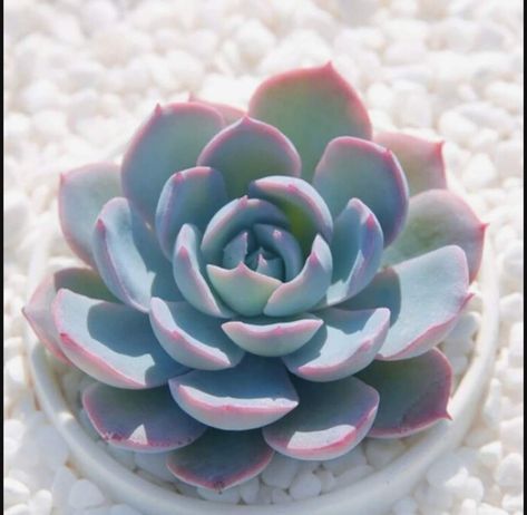 Blue Echeveria, Room Plants, Purple Chocolate, Root Color, Tattoo Reference, Red Lotus, Plant Projects, Single Tree, Sticker Ideas