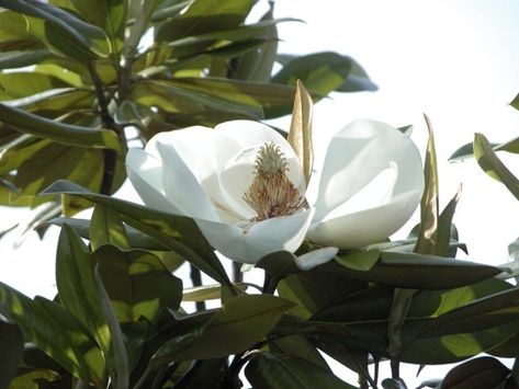 Magnolia Tree Types, Types Of Evergreen Trees, Magnolia Bush, Southern Magnolia Tree, Evergreen Magnolia, Kid Friendly Backyard, Indoor Flowering Plants, Southern Magnolia, Color Verde Claro