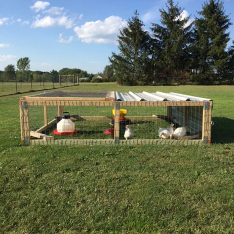 Raising Meat Chickens in a Chicken Tractor | Meyer Hatchery Blog Chicken Tractor Pallets, Chicken Tractor Designs, Pallet Chicken Tractor, Chicken Tractor For Meat Birds, Meat Bird Chicken Tractor, Small Chicken Tractor, Meat Chicken Tractor, Chicken Homesteading, Chicken Bridge