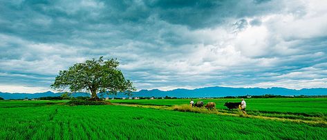 Farmer plowing background Farmer Background, Green Poster Background, Green Poster, Linkedin Background, High Resolution Backgrounds, Poster Background, Best Background Images, Youtube Banners, Visiting Cards