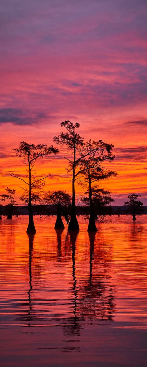 Scenic U.S.A. – David Beavis Fine Art Caddo Lake, Pastel Sunset, Pretty Landscapes, Pretty Sky, Sunset Pictures, Sky Aesthetic, Aesthetic Backgrounds, Beautiful Sunset, Nature Pictures