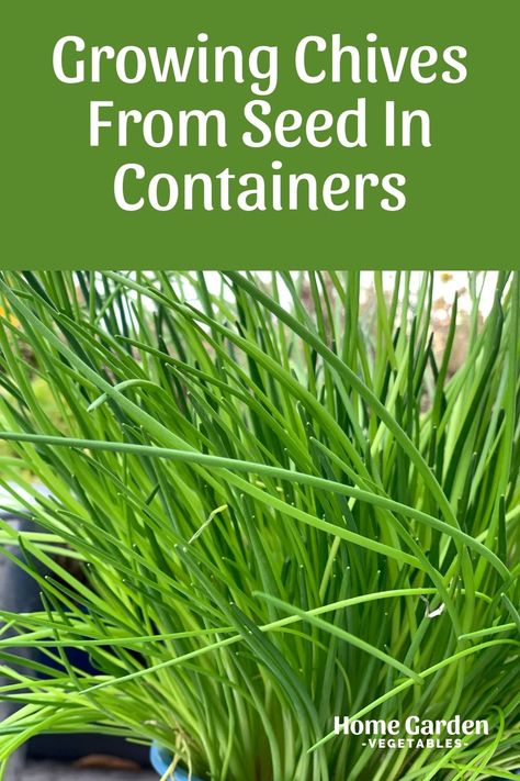 How To Plant Chives, Growing Chives From Seed, Planting Chives, Chives Growing, Growing Garlic In Containers, Grow Chives, Herbs In The Kitchen, Growing Chives, Chive Seeds