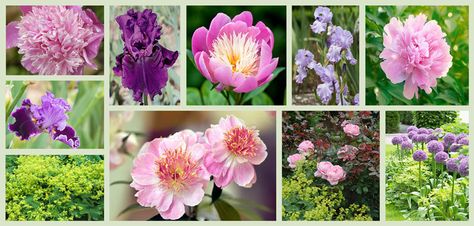 Iris Border, Garden Tools Design, Louisiana Iris, Planting Combinations, Paeonia Lactiflora, Purple Theme, Companion Plants, Purple Themes, Late Spring