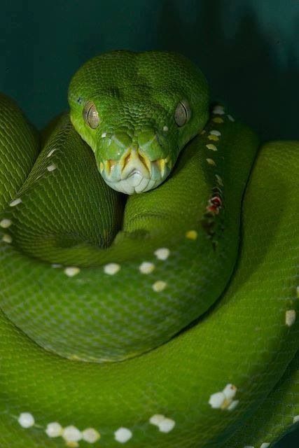 Green Tree Python, Tree Python, Green Anaconda, Reptile Snakes, Cute Snake, Beautiful Snakes, Green Snake, Incredible Creatures, San Diego Zoo