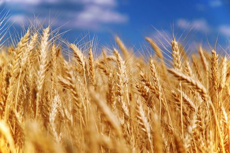 Wheat grain field. Under blue sky , #affiliate, #grain, #Wheat, #field, #sky, #blue #ad Grain Field, Classroom Newsletter Template, Wheat Fields, Russian Federation, Agriculture, Wheat, Dandelion, Grain, Stock Photos