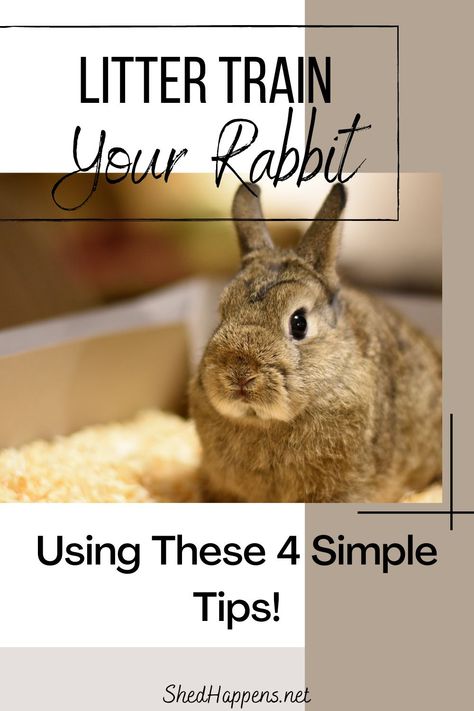 Litter Box Training Rabbits, Litter Training Rabbits, Diy Bunny Cage, Bunny Care Tips, Rabbit Shed, Bunny Litter Box, Rabbit Hutch Indoor, Indoor Rabbit Cage, Box Train