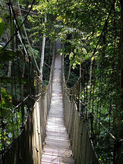 South America Rainforest, Amazon Rainforest Tribe, Peru Rainforest, Hiking Rainforest, Peru Jungle, Rainforest Amazon, Brazil Amazon Rainforest, Brazil Rainforest, Canopy Walkway