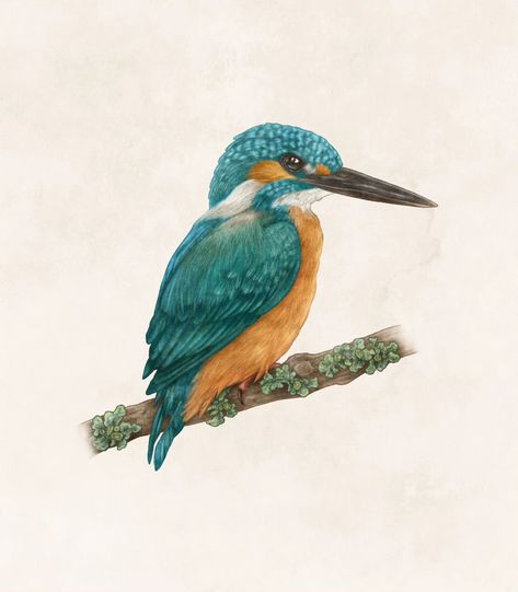 The second of my bird illustrations I made for my portfolio - the Kingfisher! 👑🎣🐦 These birds have such beautiful colours, it was such a pleasure to draw one! Comment down below for suggestions of birds I should do next 🐓🦆🦃🕊️🪿 . . . #birdillustration #kingfisher #birdwatchers #britishbirds Kingfisher Illustration, Bird Illustrations, Bird Watchers, My Portfolio, Big Bird, Beautiful Colours, Bird Illustration, Nature Illustration, Kingfisher