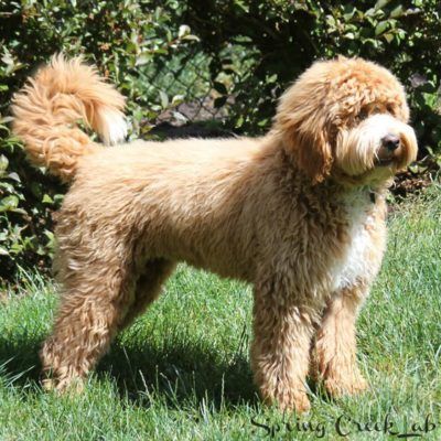 Labradoodle Grooming Guide | Spring Creek Labradoodles Goldendoodle Tail Grooming, Australian Labradoodle Grooming, Labradoodle Haircut Style, Labradoodle Haircut, Labradoodle Grooming, Goldendoodle Haircuts, Australian Labradoodles, Goldendoodle Grooming, Standard Goldendoodle