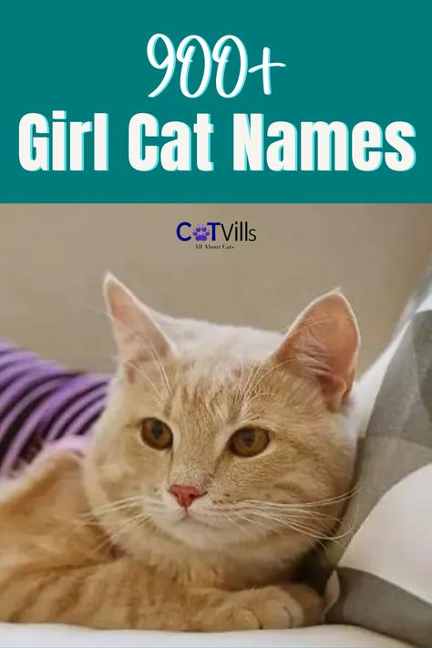 Cute Kittens Names, Names For Cats Girl, Names For Girl Cats, Name For Cats, Cute Cats Names, Cats Names Ideas, Female Cat Names Unique, Cat Names Girl, List Of Cat Names