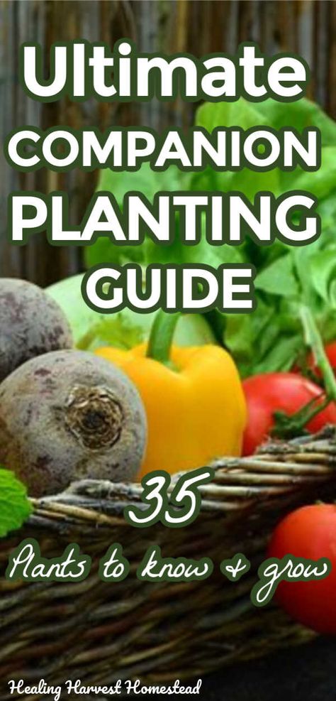 Planning Your Garden: The Companion Planting Guide with Printable Download — All Posts Healing Harvest Homestead Vegetable Garden Planting Ideas, Flowers To Plant Together, Plants To Grow Together, Mini Farms, Herb Flowers, Planting Chart, Healthy Harvest, Companion Planting Guide, Companion Planting Chart