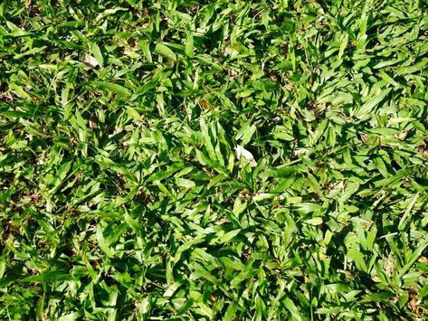 Cobbitty Lawn TifTuf Bermuda Turf, Turf Supplies Lawn Turf, Bermuda Grass, Drought Resistant, A Quote, Lawn, Sydney, Herbs, High Quality