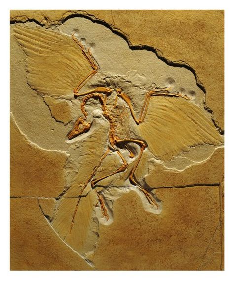 Discovered in the 1860s, Archaeopteryx was the first fossil evidence linking birds to dinosaurs. It had feathers like modern birds and a skeleton with features like a small non-avian dinosaur. Although it is the earliest and most primitive bird known to date, it is not considered the common ancestor of all birds. Pet Budgie, Fossil Art, Modern Birds, Ancient Animals, Amber Fossils, Paleo Art, A Skeleton, Extinct Animals, Charles Darwin