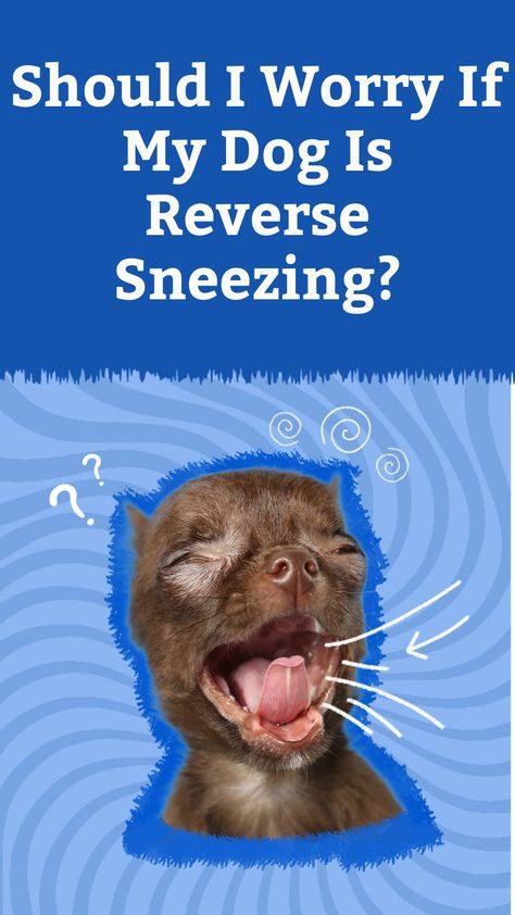 Reverse sneezing in dogs sounds a lot scarier than it actually is. Here’s what you need to know, according to a vet. Reverse Sneezing In Dogs, Dog Sneezing, Dog Sounds, A Vet, New Puppy, My Dog, Guinea Pigs, No Worries, Need To Know