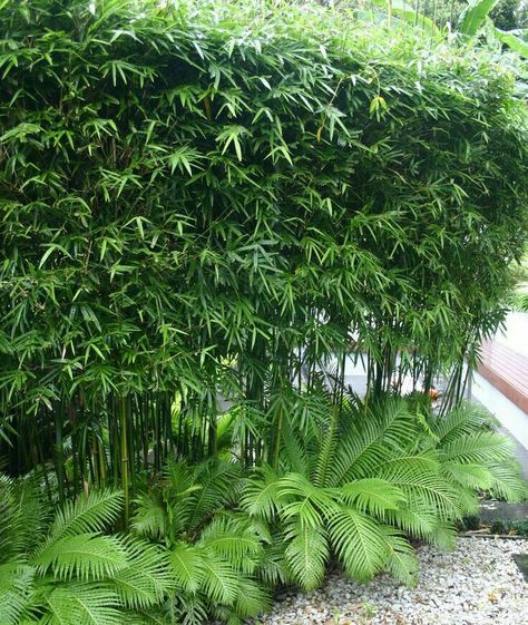 Suky Planting For Privacy, Privacy Bamboo, Bamboo Landscape, Privacy Plants, Tropical Garden Design, Tropical Backyard, Bamboo Garden, Bamboo Fence, Bamboo Tree