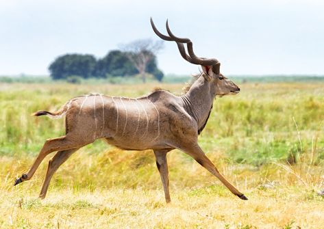 Greater kudu (Tragelaphus strepsiceros) Kudu Antelope, Greater Kudu, African Antelope, Africa Wildlife, Africa Animals, Animal Study, Rare Animals, African Wildlife, Animal Games