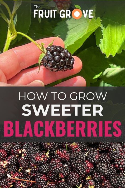 Blackberry Propagation, Blackberry Companion Plants, Blackberry Trellis Ideas, Pruning Blackberries, How To Grow Blackberries, Blackberry Garden, Blackberry Trellis, Blackberry Bushes, Blackberry Patch