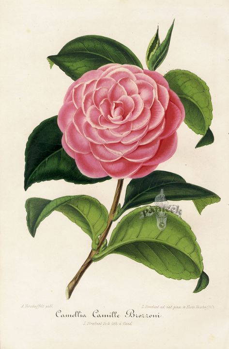 Camellia Plant, Decoupage Ideas, Illustration Botanique, Camellia Flower, Vintage Botanical Prints, Botanical Painting, Botanical Drawings, Botanical Flowers, Vintage Botanical