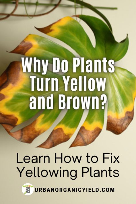 Yellow Plant Leaves, Monstera Leaves Turning Yellow, Yellowing Leaves On Plants, Plant Leaves Problems, Corn Plant Indoor Care, Yellow Leaves On Plants, Dieffenbachia Houseplant, Plant Deficiencies, Plant Remedies