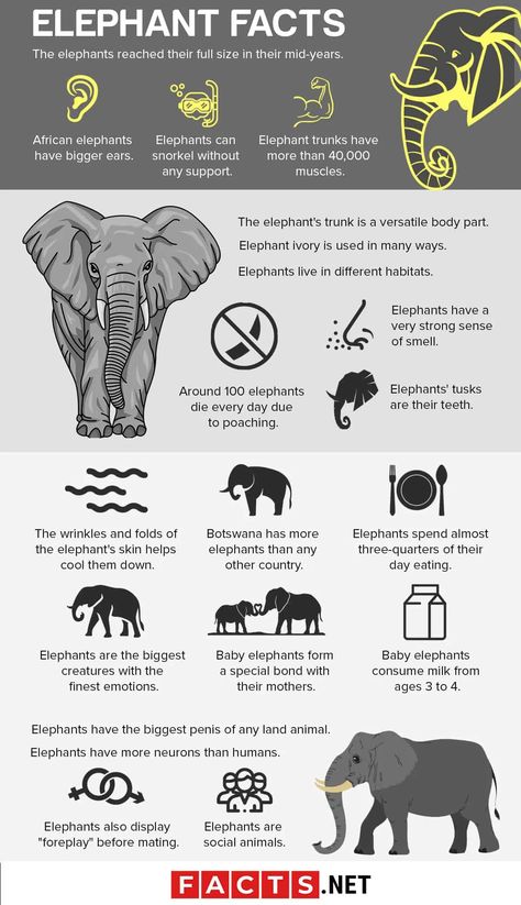 Wildlife Vet, Facts About Elephants, Elephant Anatomy, Elephants For Kids, Elephant Food, Animal Infographic, Spirit Animal Meaning, 10 Amazing Facts, Elephant Facts