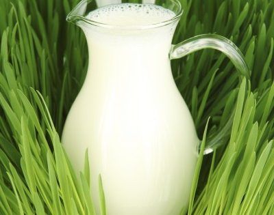 You probably have milk in your house. But have you ever thought about using it in your garden? As a matter of fact, many gardeners swear by using milk as a fertilizer. However, this method still isn't widely known. If you want healthy plants... #gardening #gardeningtipsandtricks #gardeningwithmilk How To Store Seeds, Morning Glory Seeds, Fenced Vegetable Garden, Foliar Spray, Morning Glory Flowers, Portable Garden, Seed Pots, Growing Pumpkins, Plant Problems