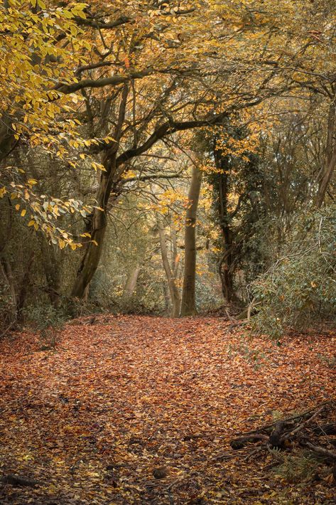 Welcoming Woodland | Autumn colours welcome us to woodland a… | Flickr Woodland Autumn, Autumn Witch, Autumn Colours, Woodland Garden, Planting, Fall Colors, Mood Board, Witch, Country Roads