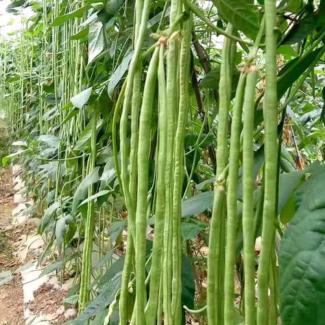 Yardlong Beans, Planting Beans, Yard Long Beans, Chinese Long Beans, Green Bean Seeds, Bean Garden, Okra Seeds, Allotment Ideas, How To Grow Lemon