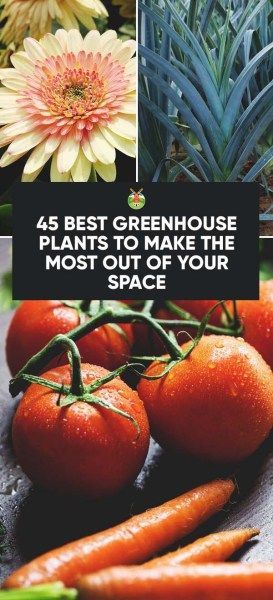 45 Best Greenhouse Plants to Make the Most out of Your Space Plant Watering System, Best Greenhouse, Hydroponic Farming, Home Greenhouse, Hydroponic Growing, Greenhouse Plants, Wooden Greenhouses, Greenhouse Growing, Backyard Greenhouse