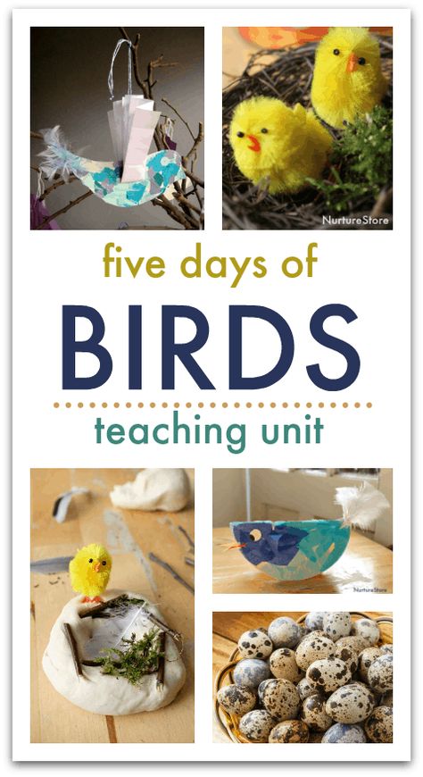 Welcome to five days of learning about eggs and birds.      Five days of eggs and birds NurtureStore hosts regular themed weeks of sensory play, giving you ideas, activities, and printables all year round. This week our focus is on learning about eggs and birds. You might like to pick just one of … Birds And Eggs Preschool Theme, Preschool Bird Activities, Birds Activities Preschool, Bird Activities For Toddlers, Birds Preschool Activities, Bird Activities Preschool, Bird Theme Preschool, Bird Activities For Kids, Playgroup Themes