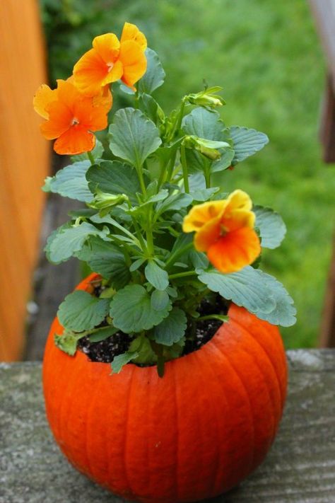 Cute! For an AUTUMN gathering---cute centerpiece: pumpkin flower pot Pumpkin Flower Pot, Pumpkin Flower Pots, Pumpkin Planter, Festive Centerpieces, Pumpkin Flower, Fabulous Fall, Fall Holidays, Fall Fun, Fall Thanksgiving