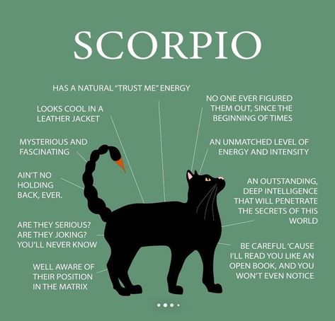 Truth Questions, Zodiac Chart, Zodiac Quotes Scorpio, Gemini And Scorpio, Astrology Meaning, Scorpio Traits, Taurus And Scorpio, Astrology Reading, Scorpio Love