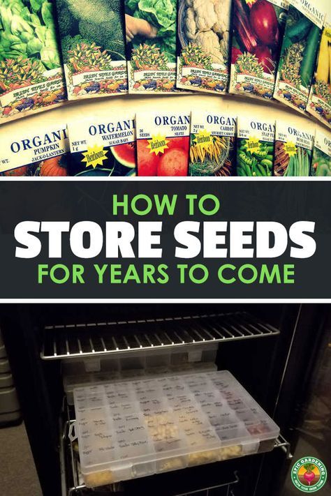 How To Store Seeds, Storing Seeds, Seed Storage, Container Vegetables, Organic Vegetable Garden, Survival Gardening, Seed Saving, Cold Storage, Home Vegetable Garden