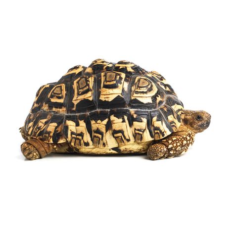 Leopard tortoises are popular due to their beautiful shells that resemble leopard markings, but these tortoises are long-lived and require a lot of space. Indian Star Tortoise, Hermann Tortoise, Russian Tortoise Diet, Leopard Tortoise, Russian Tortoise, Tortoise Care, Baby Tortoise, Sulcata Tortoise, Indian Star