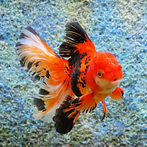 Whats the most popular goldfish we sell? - Windsor Fish Hatchery Online Oranda Goldfish Tank, Fish Reference Photo, Goldfish Photography, Pretty Goldfish, Cute Gold Fish, Pond Goldfish, Fish References, Goldfish Wallpaper, Tank Tattoo