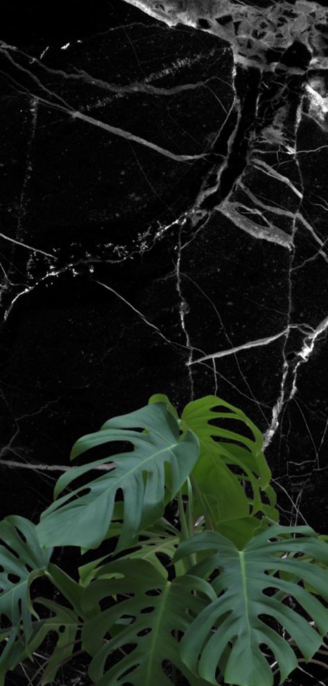 Black Marble X Plant - iPhone Background/Wallpaper Iphone Wallpaper Marble, Black Marble Wallpaper, Wallpaper Marble, Marble Iphone Wallpaper, Plant Background, Wallpaper For Iphone, Marble Wallpaper, Marble Background, Iphone Background Wallpaper