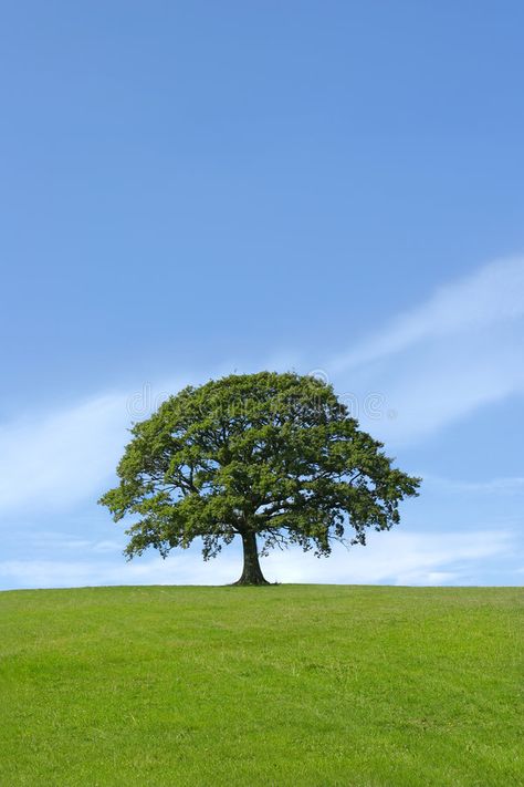 Sea Scape, Mindfulness Practices, Single Tree, Lone Tree, Tree Photography, Native Garden, Tree Wallpaper, Tree Hugger, Tree Drawing