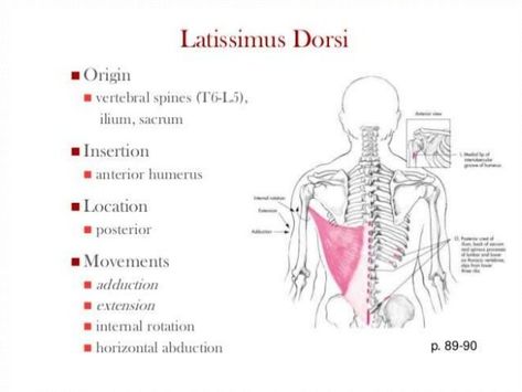 bones and muscles of upper limb Muscles Of Upper Limb, Shoulder Blade Muscles, Upper Limb Anatomy, Latissimus Dorsi, Human Bones, Medical School Inspiration, Bones And Muscles, School Inspiration, Muscles