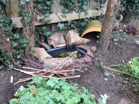 Pond at home http://www.thesmallgardener.co.uk/make-mini-frog-pond/ Diy Frog Habitat, Diy Frog, Frog Habitat, Wildlife Pond, Frog Garden, Mini Pond, Marsh Marigold, Toad House, Frog Pond