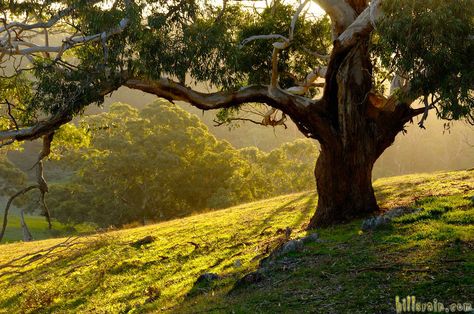 The Adelaide Hills | RE/MAX Hills & Country South Australia Grassy Hill Aesthetic, Australia Landscape Photography, Art Reference Landscape Photo, Landscape Photo Reference, Real Life Background, Autumnal Landscape, Trees In Spring, Hilly Landscape, Hill Landscape