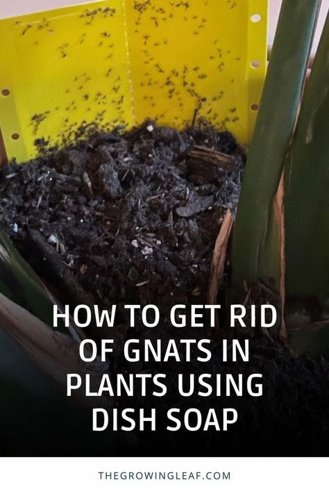 Say goodbye to pesky gnats in your plants! 🪴 Learn how to create a simple and effective DIY solution using dish soap to keep your indoor garden gnat-free. Get step-by-step guidance on making your own natural insecticide and safeguarding your plants against future infestations. 🌿 #PlantCare #GnatRemoval #DIYInsecticide Homemade Gnat Spray, Houseplant Gnats How To Get Rid, How To Get Rid Of Soil Gnats, How To Get Rid Of Knats In My Plants, How To Get Rid Of Indoor Plant Gnats, Kill Gnats In House Plants, How Do You Get Rid Of Gnats, Gnat Spray For Plants, Soil Gnats House Plants