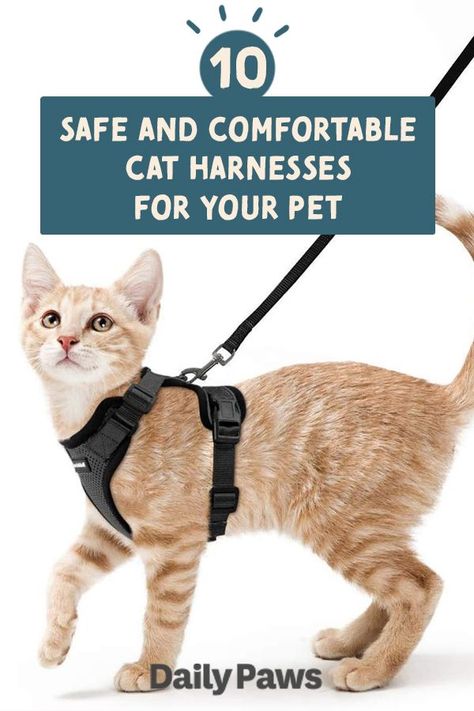 Best Cat Harness, Cat Walking, Adventure Cat, Cat Leash, Cat Essentials, Types Of Cats, Pet Gear, Cat Harness, Cat Parenting